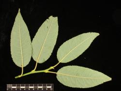 Salix cardiophylla. Under-side of leaves.
 Image: D. Glenny © Landcare Research 2020 CC BY 4.0
